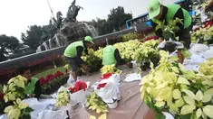 Petugas menata sejumlah tanaman di sekitar Patung Kuda Arjuna Wiwaha, Jakarta, Selasa (15/8). Pembersihan kolam serta penataan tanaman dilakukan dalam rangka peringatan hari kemerdekaan RI pada 17 Agustus mendatang. (Liputan6.com/Immanuel Antonius)