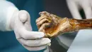 Tampak tangan mumi Otzi di Museum Arkeolog EURAC, Bolzano, Italia, (4/1/2016). Mumi ini terawetkan sendiri karena tertimbun es saat ditemukan. (REUTERS / Sudtiroler Archaeologiemuseum)