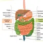 Ilustrasi sistem pencernaan. (Sumber: Wikimedia Commons)