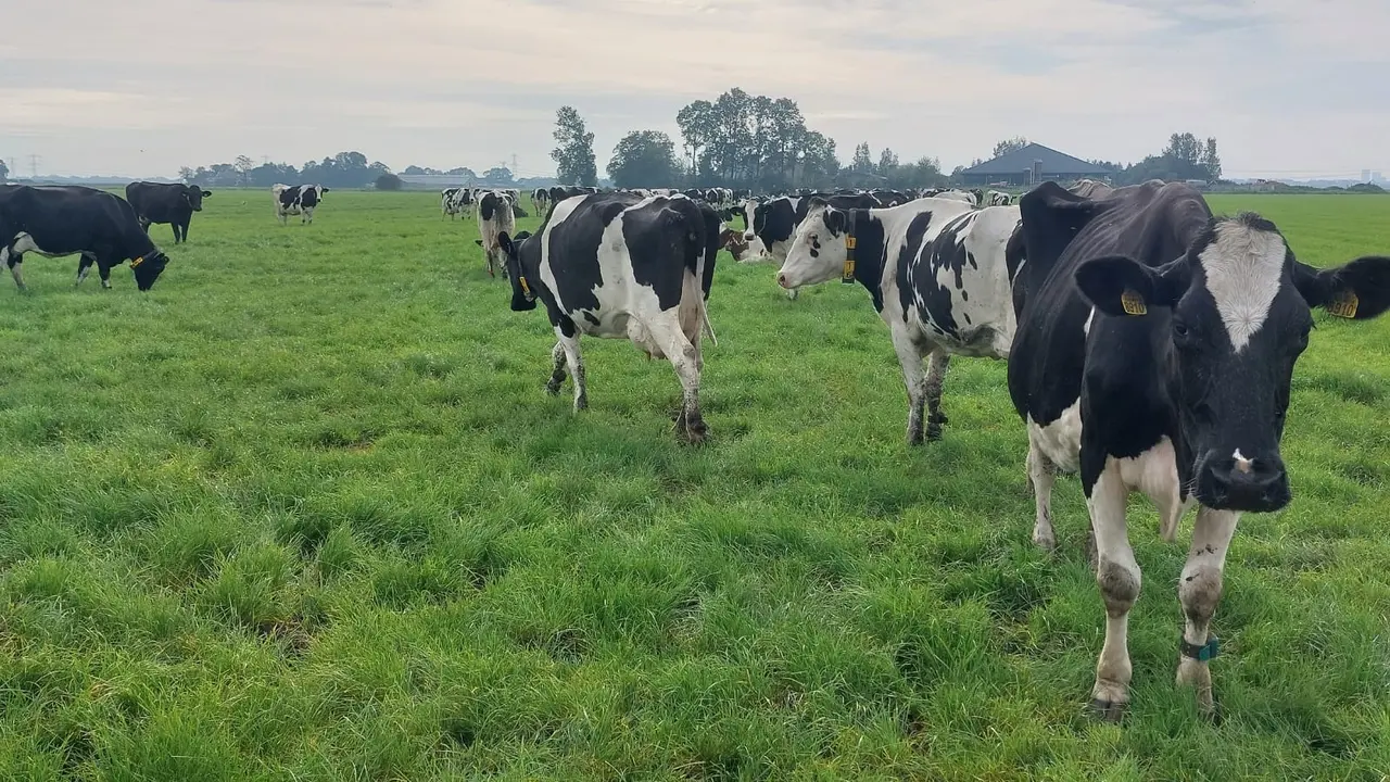 Peternakan sapi di Belanda. (Liputan6.com/ ist)