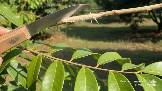 Cara Cangkok Kelengkeng agar Cepat Berakar dan Berbuah Lebat. AI