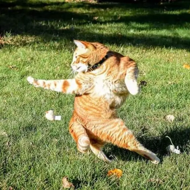 10 Tingkah Kucing Dengan Tubuh Lentur Bak Master Yoga