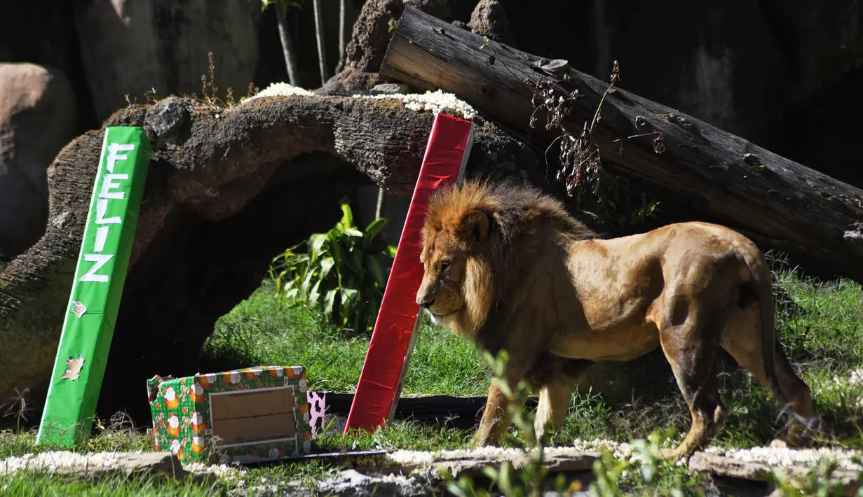Seekor singa bernama Guapo melihat hadiah yang dibawa pengunjung sebagai bagian dari tradisi Natal di La Aurora Zoo, Guatemala City pada Kamis (19/12/2019). Hari Natal yang jatuh pada 25 Desember membuat sejumlah kebun binatang turut merayakannya dengan cara yang unik. (Orlando  ESTRADA/AFP)