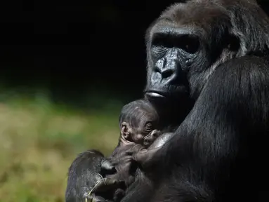 Seekor Gorila memeluk anaknya yang baru lahir di kebun binatang di Belo Horizonte, Brasil, Jumat (12/5). Bayi gorila tersebut lahir pada 8 Mei 2017 dan termasuk dalam sebagai spesies yang terancam punah. (AFP PHOTO / DOUGLAS MAGNO)
