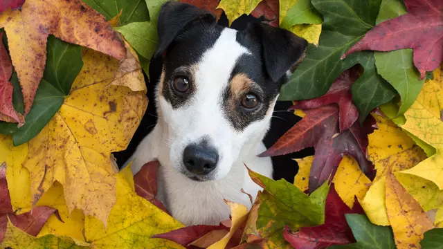 Russell Terrier