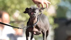 SweepeeRambo, anjing Chinese Crested berusia 16 tahun, saat mengikuti Kontes Anjing Terjelek di Dunia, di Petaluma, California, Jumat (26/6/2015). (AFP PHOTO/JOSH Edelson)