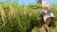 Seorang petani memanen padi yang dibudidayakan dengan teknik SRI Organik, varietas mentik wangi. (Foto: Liputan6.com/Muhamad Ridlo)