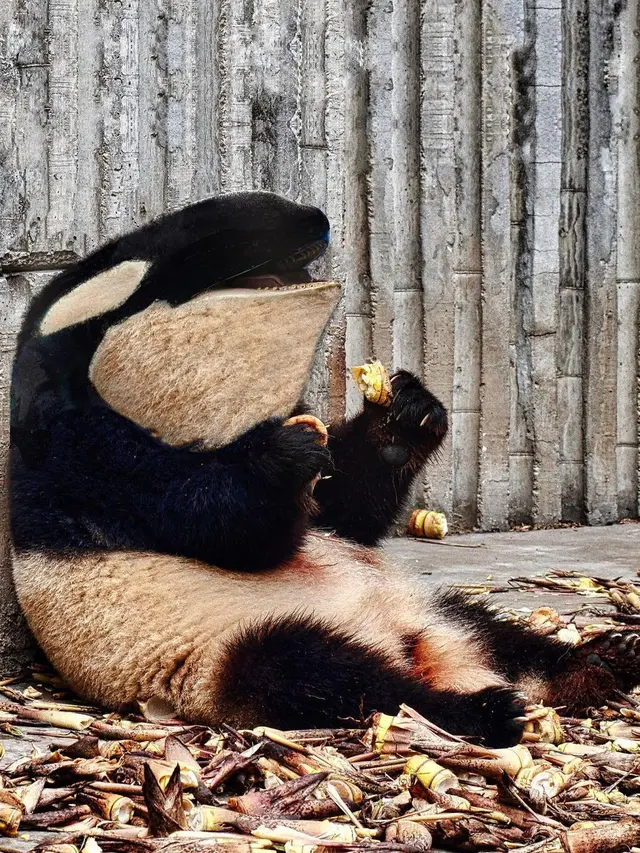 6 Editan Foto Orca Digabung Hewan Lain Ini Unik Banget, Bikin Takjub