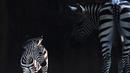 Seekor anak zebra berusia lima hari berdiri di samping induknya setelah dilepas dari dalam kandang di Taman Zoologi Alipore, India (08/11/2016). (AFP PHOTO/Dibyangshu SARKAR)