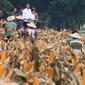 Presiden Joko Widodo (Jokowi) menghadiri panen raya jagung di Perhutanan Sosial, Ngimbang, Tuban, Jumat (9/3). Jokowi didampingi Ibu Negara Iriana, Menteri LHK Siti Nurbaya Bakar, dan Menteri BUMN Rini Soemarno. (Liputan6.com/Angga Yuniar)
