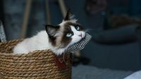 Large cat breeds that act like a dog. (Photo: Anna/Unsplash)
