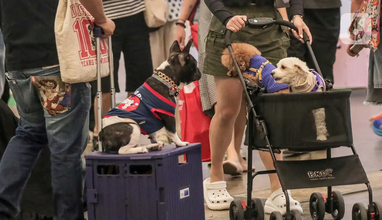 PetFest merupakan sebuah event yang menampilkan berbagai kegiatan seru untuk pecinta hewan. (Liputan6.com/Herman Zakharia)