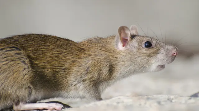 Rat