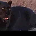 Macan Kumbang Mangsa Ternak dan Masuk Rumah Warga Batang