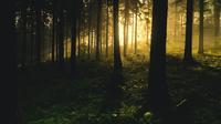Ilustrasi Hutan Pinus / Sumber: Pixabay