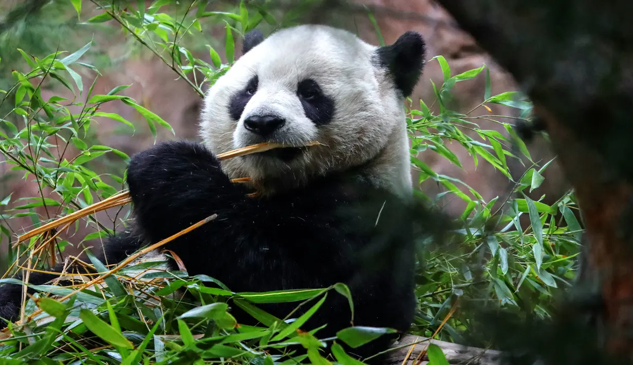 Kedua hewan di kebun binatang yang terletak di California tersebut adalah panda-panda pertama yang masuk ke Amerika Serikat dalam 21 tahun ini. (Sandy Huffaker / AFP)
