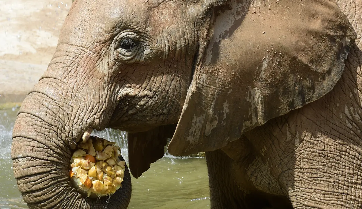 Seekor gajah memakan buah yang telah dibekukan di kebun binatang Bioparc di Valencia, Italia (23/7). Pemberian makanan beku ini dikarenakan suhu panas yang melanda Italia. (AFP PHOTO / Jose Jordan)