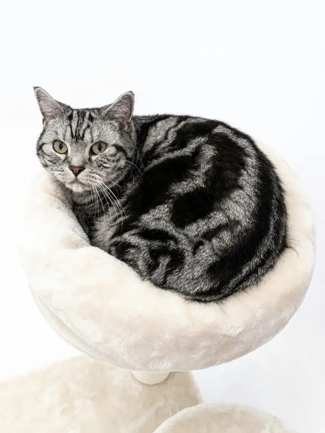 Kucing American Shorthair