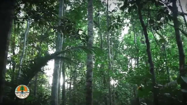 Hutan di Suku Kajang