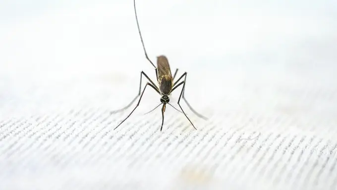Cara Menghindari Jentik Nyamuk di Rumah