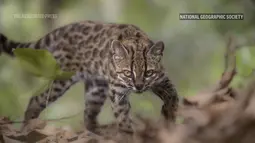Pertama dalam 100 Tahun, Spesies Kucing Baru Akhirnya Ditemukan