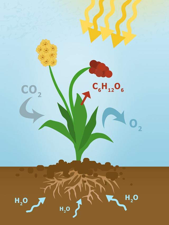 Anabolisme Adalah Reaksi Tubuh dalam Membangun Jaringan Baru, Ketahui Prosesnya