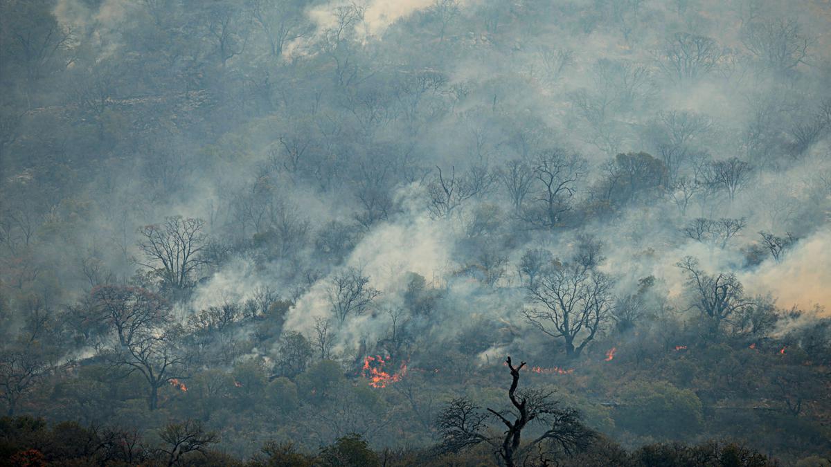 16 Ribu Hektar Hutan dan Lahan di Cordoba Hangus Terbakar