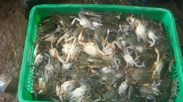 Panen rajungan budidaya tambak kerjama BBAP Takalar