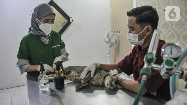 Dinas KPKP Gelar Sterilisasi Kucing dan Vaksinasi Rabies Gratis