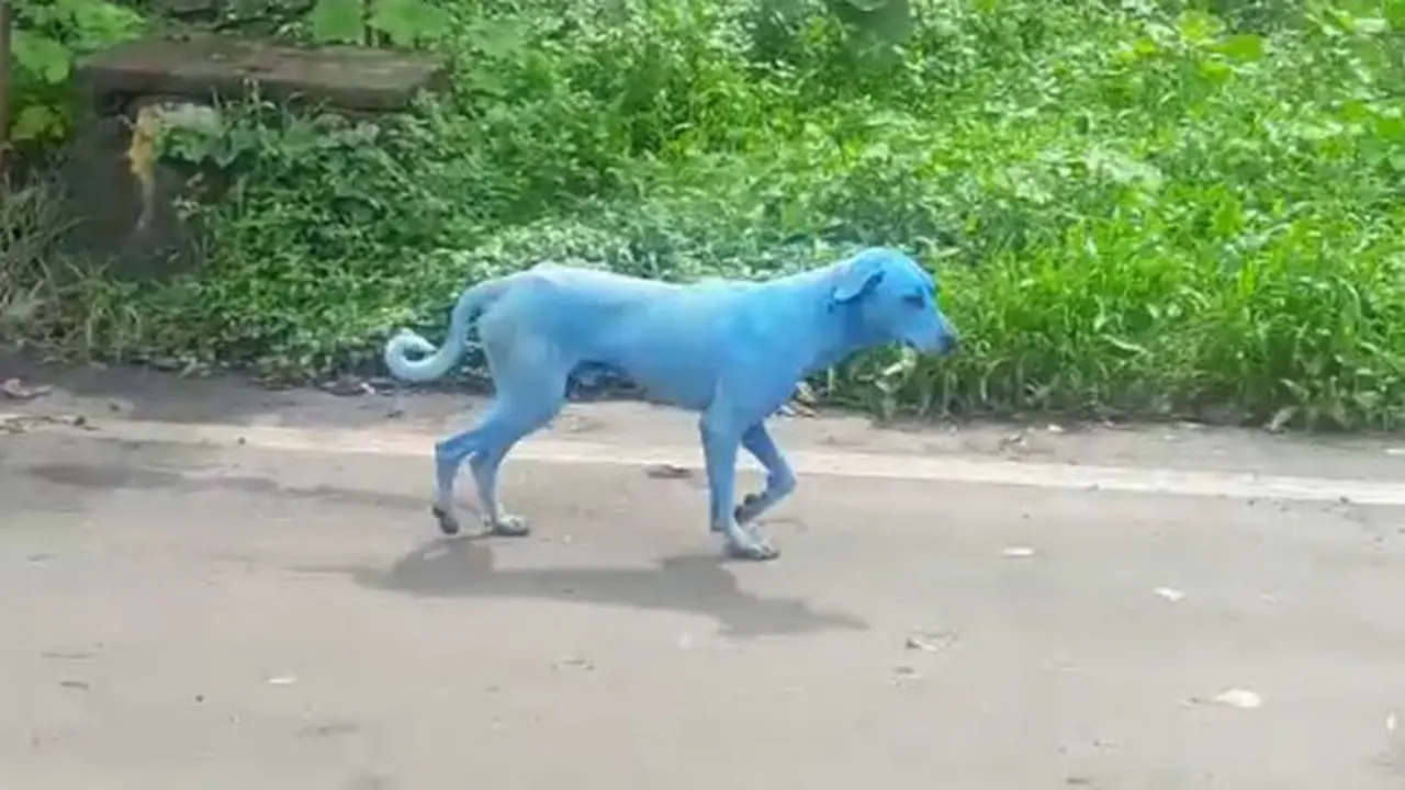 Anjing
