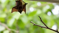 Pakar IPB: Virus Nipah Tak Menyebabkan Kelelawar Sakit tapi Fatal Bila Terinfeksi Manusia