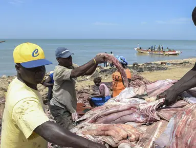 Daging hiu yang telah dipotong siap untuk dijemur, Pantai Mballing, Dakar, Senegal (1/4/2016). Daging hiu biasanya dikonsumsi, dijual di pasar lokal, hingga diekspor ke negara tetangga. (AFP Photo/Seyllou)