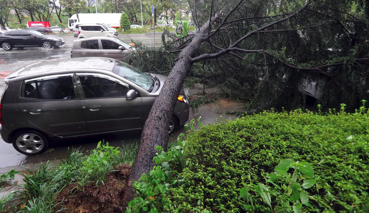 Sebuah mobil rusak tertindih pohon tumbang setelah dihantam topan Chaba yang menerjang kota Changwon di Korsel, Rabu (5/10). Angin berkecepatan tinggi dan hujan deras yang memicu banjir menyapu mobil-mobil serta menumbangkan pepohonan. (YONHAP/AFP)