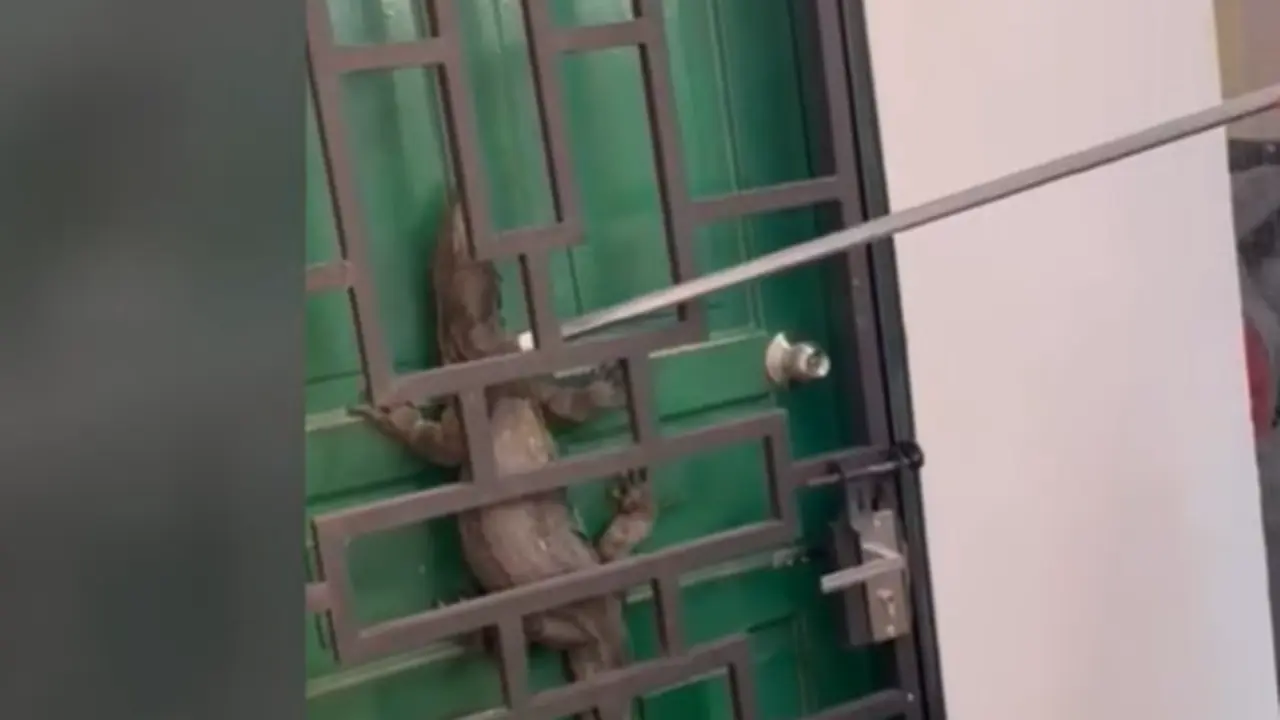 Biawak terjepit pintu