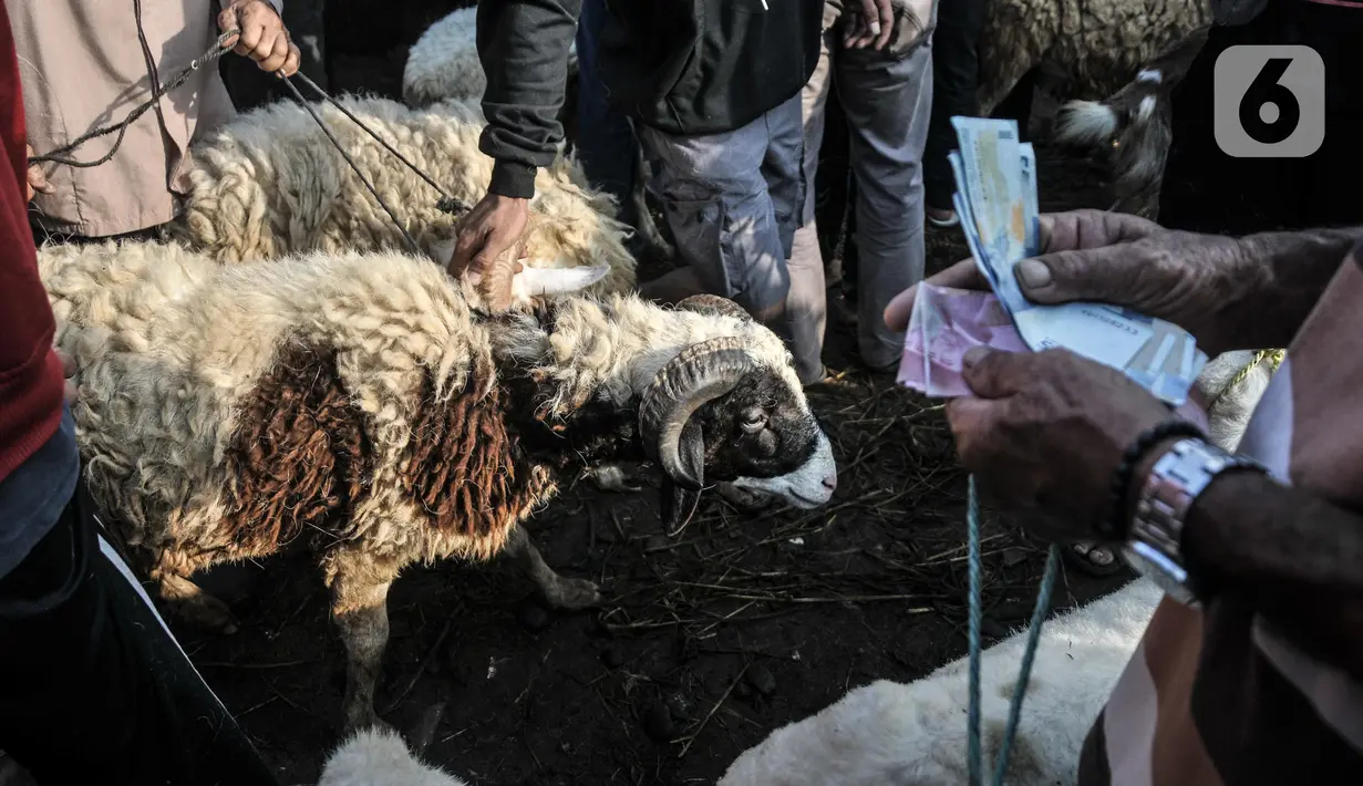 Pedagang menghitung uang hasil penjualan hewan kurban di Pedagang menggiring sapi yang akan dijual di Pasar Hewan Jonggol, Kabupaten Bogor, Jawa Barat, Kamis (7/7/2022). Harga hewan kurban di pasar ini cenderung lebih murah dari tempat lain, untuk sapi dijual kisaran Rp7 juta-Rp70 juta per ekor, sementara domba dibanderol mulai Rp1,5 juta-Rp6 juta per ekor. (merdeka.com/Iqbal S Nugroho)