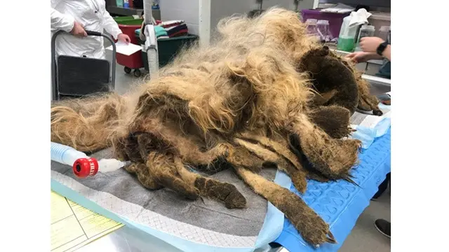 Anjing Ini Hampir Mati Karena Bulu Kusutnya, Ini 7 Potret Penyelamatannya