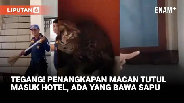 Warga Kota Bandung dikejutkan dengan kemunculan seekor macan tutul Jawa yang masuk ke dalam sebuah hotel di kawasan Padasaluyu, Kecamatan Sukasari, pada Senin pagi. Awalnya hewan buas iut dikira kucing oleh penghuni.