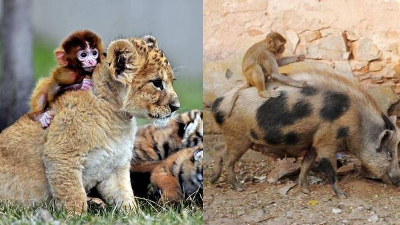 6 Potret Nyeleneh Monyet Naik Punggung Hewan Lain Bikin Geleng Kepala