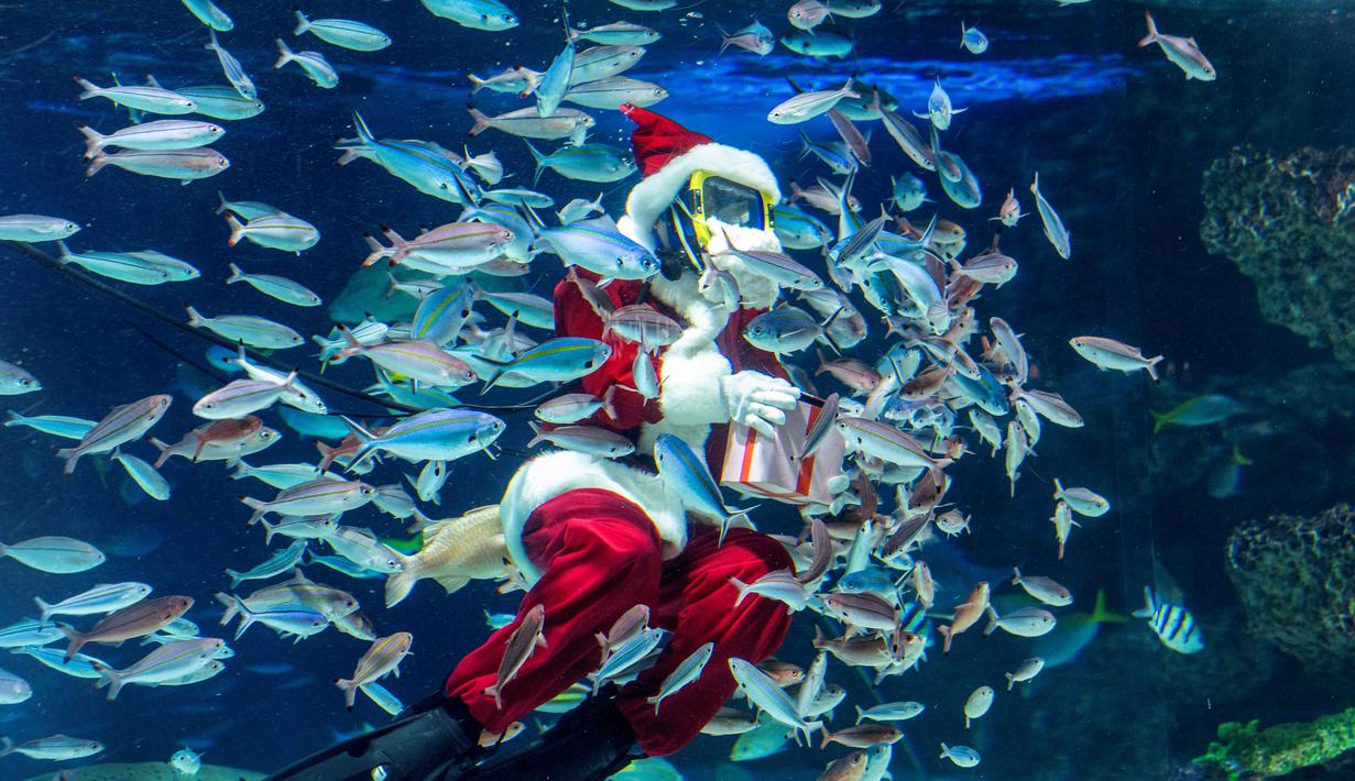 Diharapkan pertunjukan ini menjadi tontonan berkesan bagi pengunjung akuarium. Tampak dalam foto, seorang penyelam berkostum Sinterklas memberi makan ikan di Akuarium Sunshine dalam persiapan untuk acara spesial Natal mendatang di Tokyo pada 1 Desember 2025. (Kazuhiro NOGI/AFP)