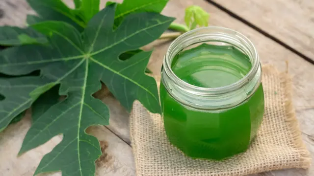 Di Balik Rasanya yang Pahit, Ternyata Daun Pepaya Memiliki Ragam Khasiat yang Baik Buat Tubuh! Apa Saja Ya?