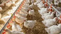 Peluang Usaha Ayam Petelur, Berapa Modal Awal yang Dibutuhkan?