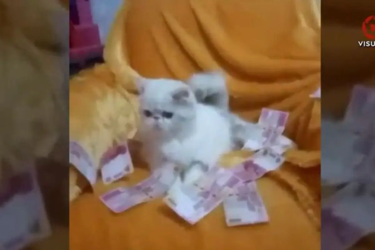 [Bintang] Bukannya Emosi, Kumpulan Video Parodi Pelakor Disiram Duit Ini Bikin Ketawa Seharian