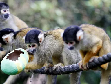 Monyet tupai berbaris saat diberi makan dengan wadah dari telur Paskah yang terbuat dari bubur kertas selama pemotretan di ZSL London Zoo di London, Inggris (18/4). Kebun binatang ZSL London menghadiahkan hewan-hewan peliharaannya makanan dalam kemasan telur Paskah. (Reuters/Peter Nicholls)