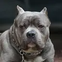 Deretan Kasus Tragis Pitbull Serang Manusia