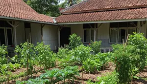 7 Cara Membuat Kebun Sayur yang Mendapat Mulsa Gratis dari Daun Kering di Pekarangan
