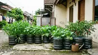 13 Tanaman Sayur yang Paling Cepat Panen di Galon Bekas, Solusi Berkebun Hemat