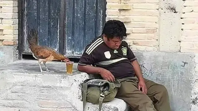6 Momen Apes Tidur Diganggu Hewan Bikin Elus Dada