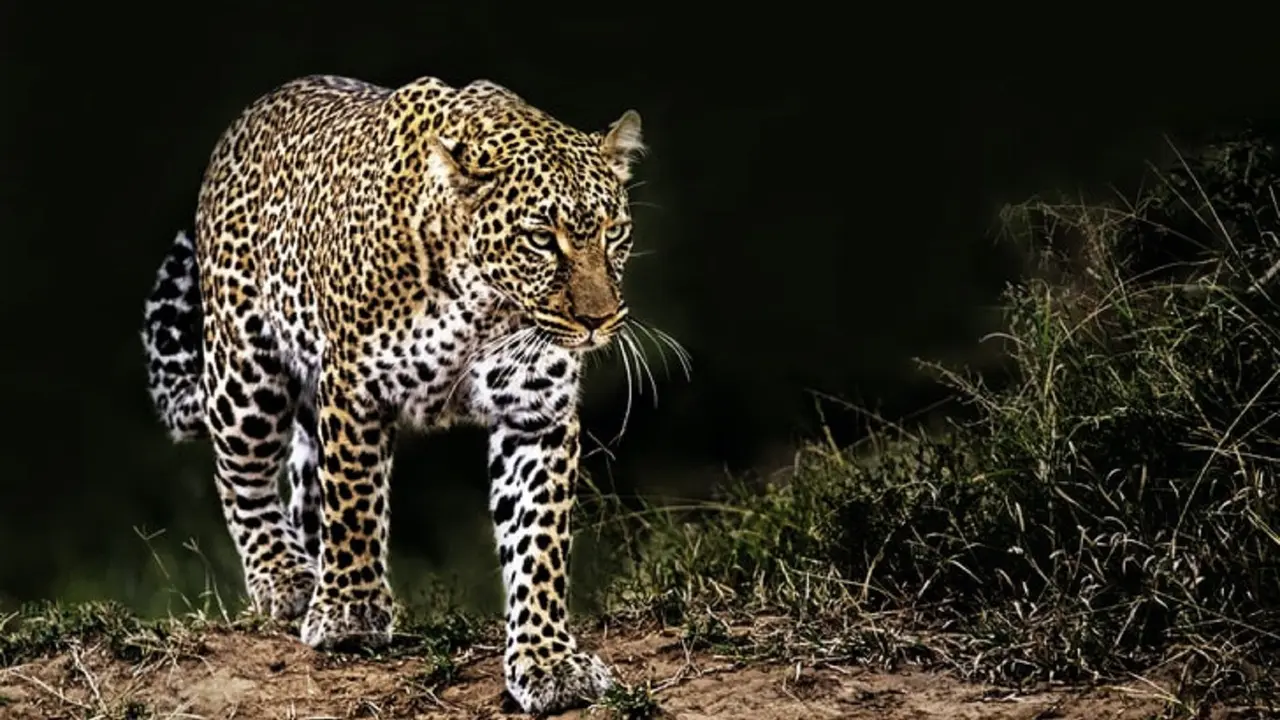 Ilustrasi macan tutul
