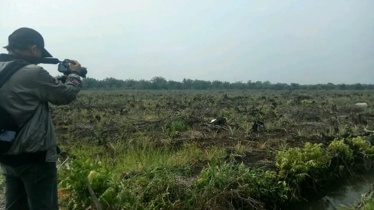 Lahan bekas terbakar ditanami pohon jelutung karena bisa menjaga ekosistem serta kebasahan gambut.