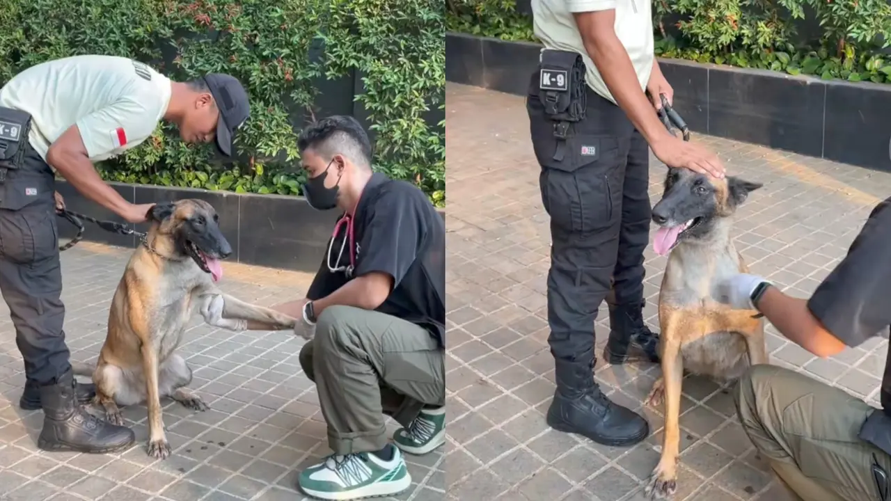 Kabar Terkini Anjing Dipukul Sekuriti Plaza Indonesia: Dokter Hewan Beberkan Kondisi Anjing Penjaga Plaza Indonesia Berusia 2 Tahun Bernama Fay Usai Dipukul Sekuriti (TikTok Plaza Indonesia)